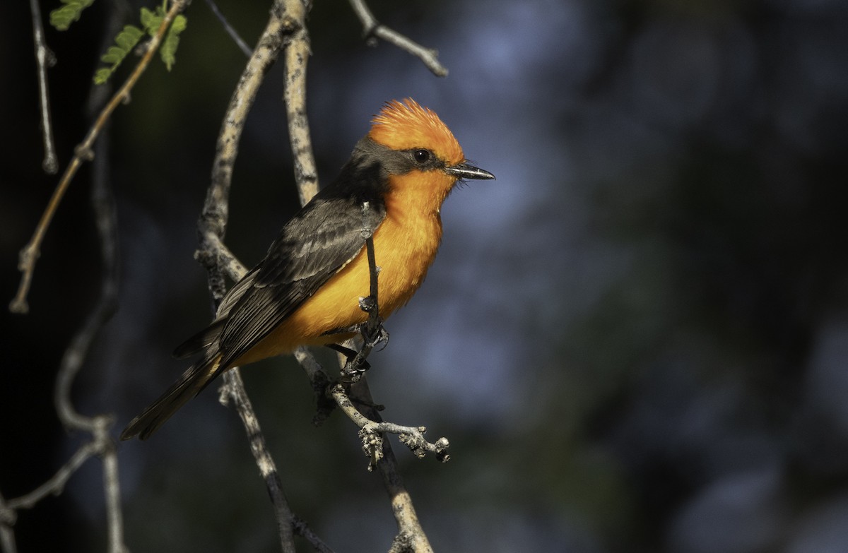 Vermilion Flycatcher - Sergio Rivero Beneitez