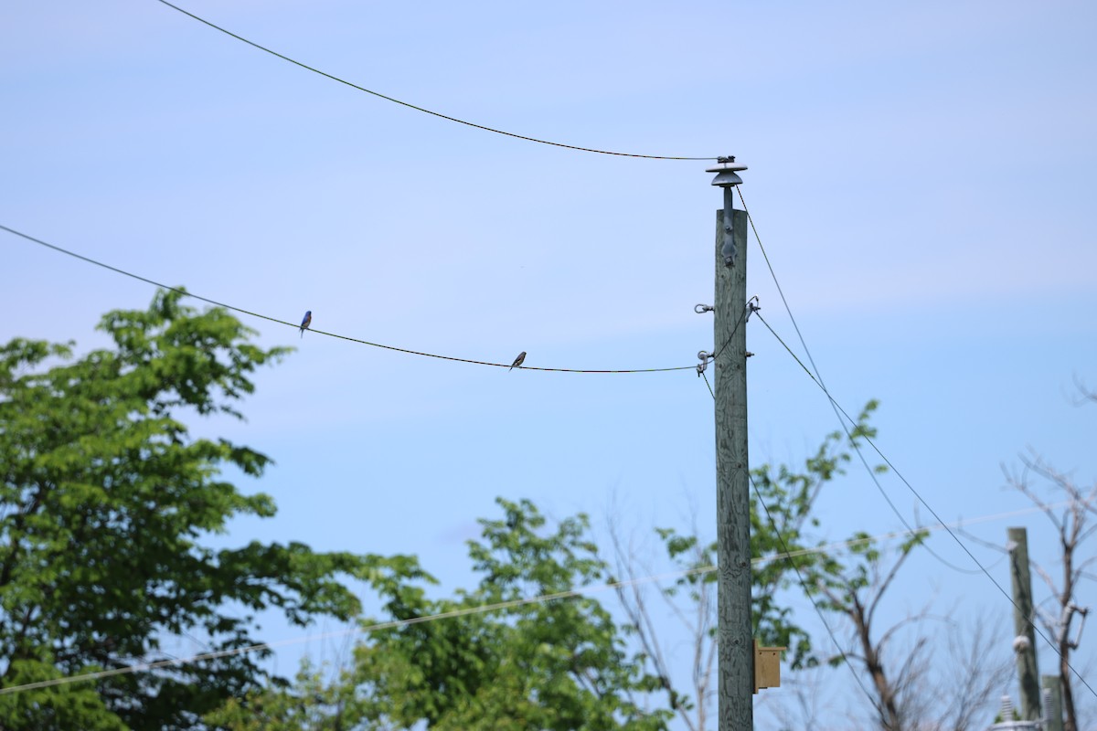 Eastern Bluebird - Marie Provost