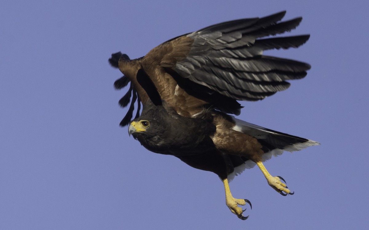 Harris's Hawk - Sergio Rivero Beneitez