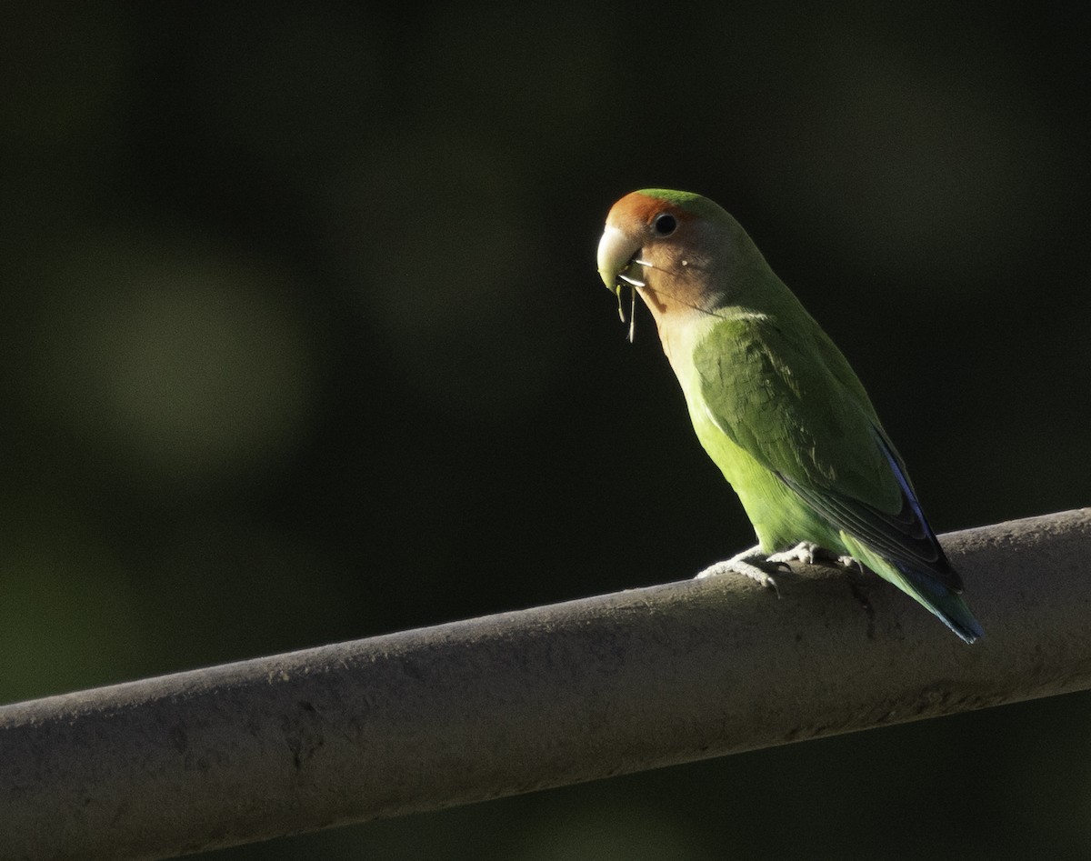 Rosy-faced Lovebird - Sergio Rivero Beneitez