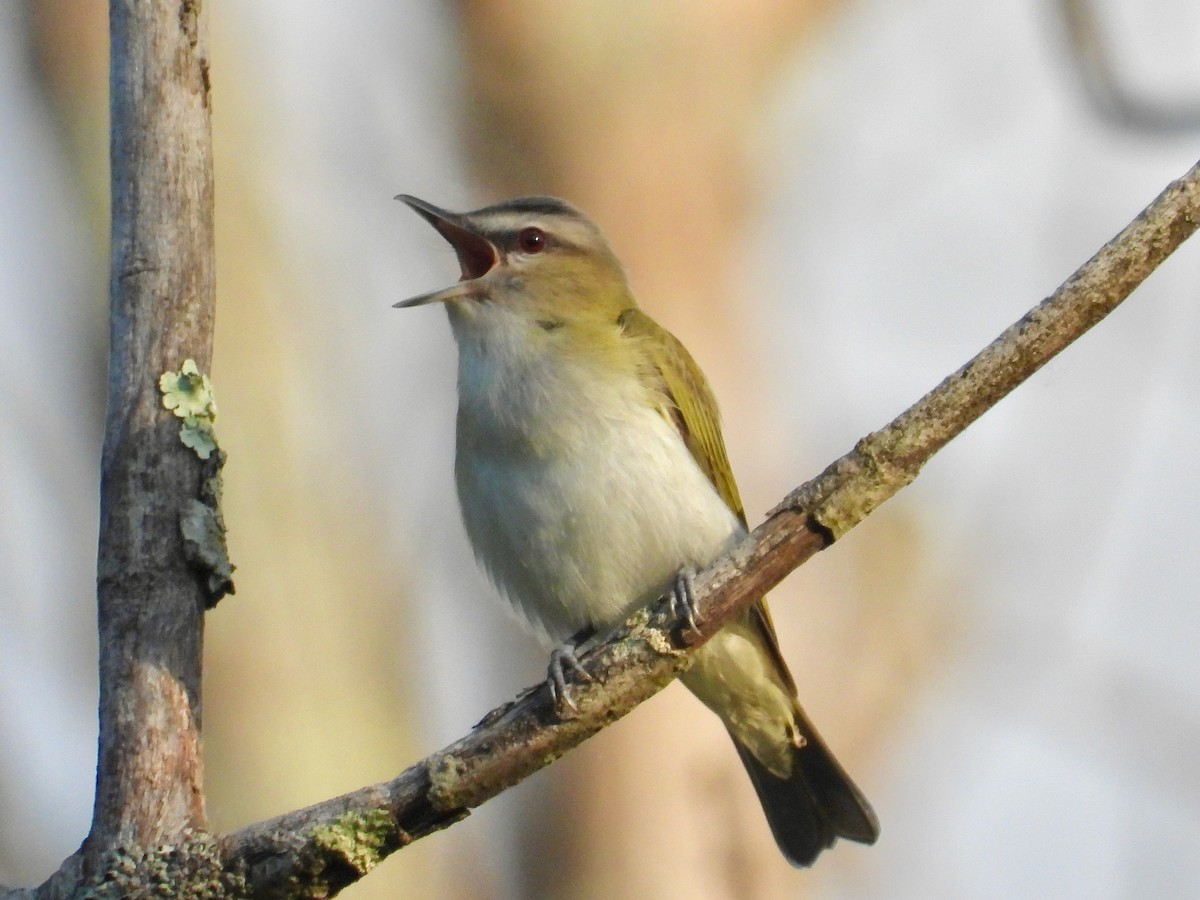 Kızıl Gözlü Vireo - ML619669597