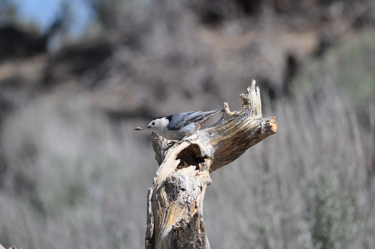 White-breasted Nuthatch (Interior West) - Samuel Rodgers