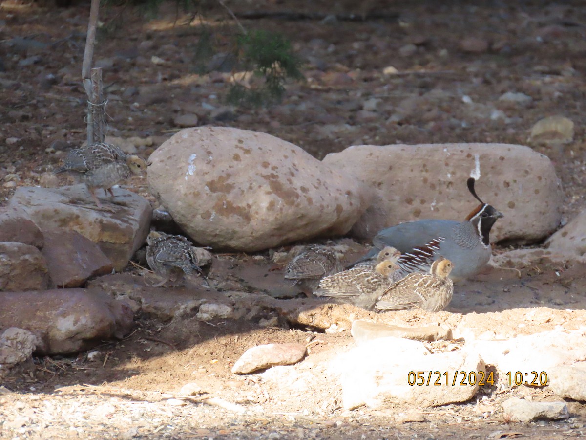 Gambel's Quail - Andy Harrison