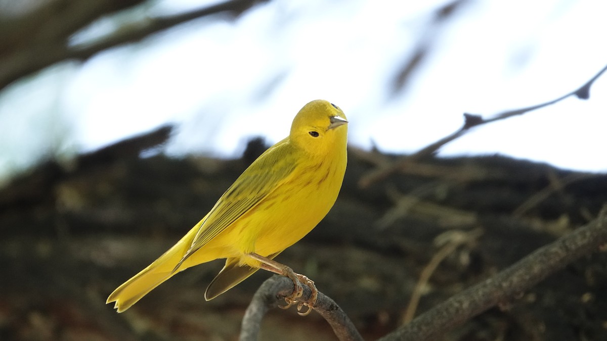 Yellow Warbler - leo wexler-mann