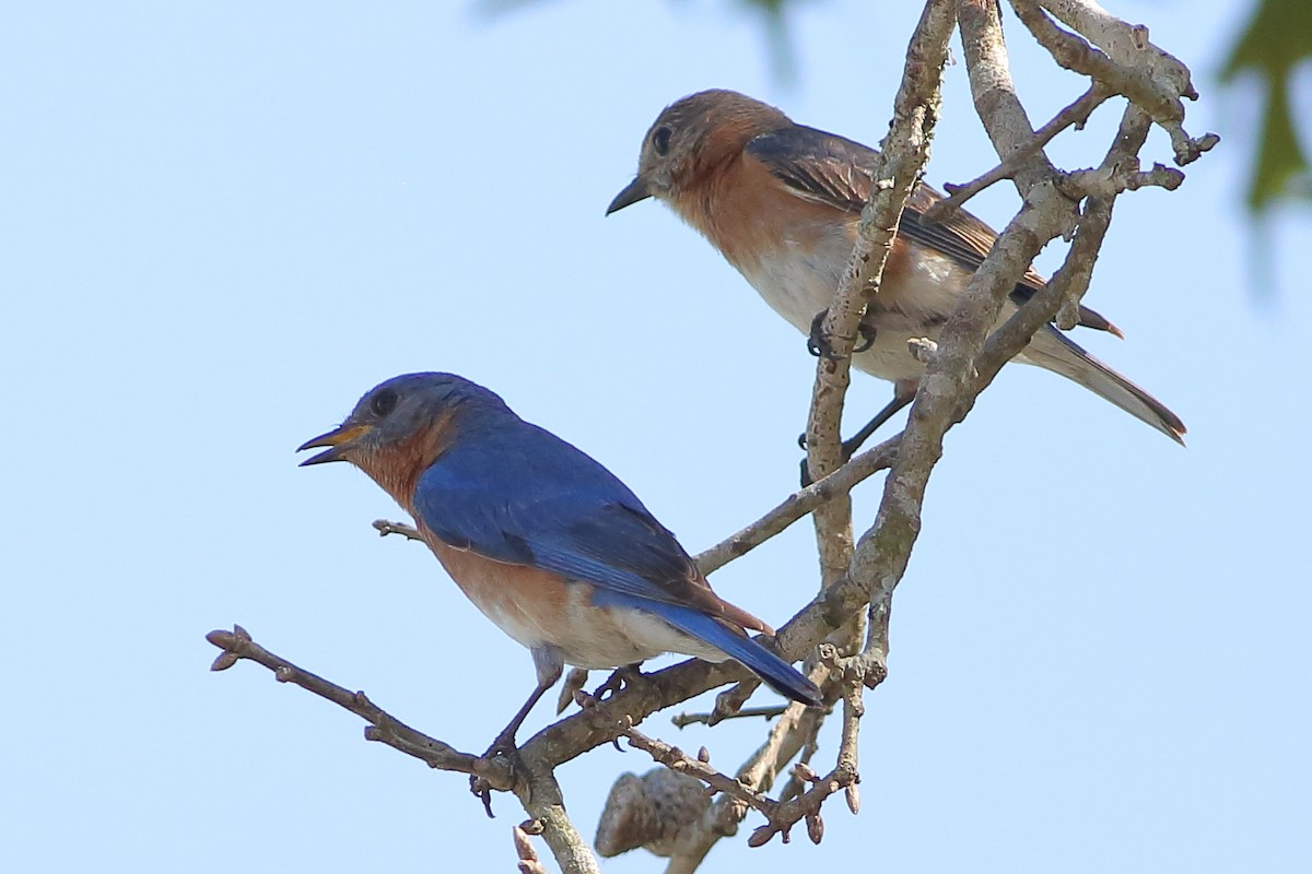 Eastern Bluebird - Robert Stalnaker