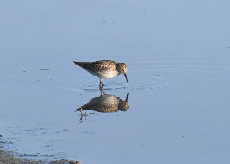 White-rumped Sandpiper - Doug Daniels