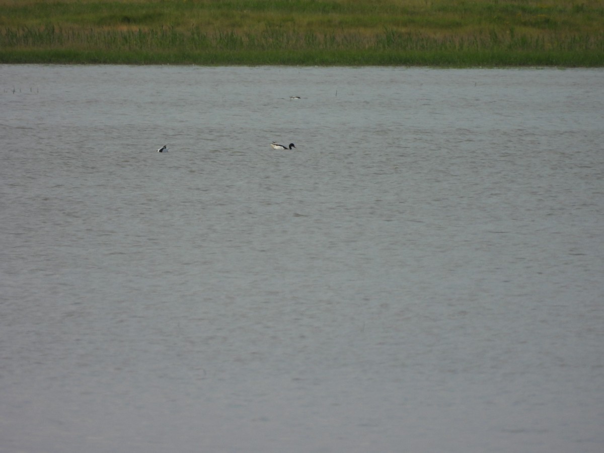 Common Merganser - Zuzana Kobesova