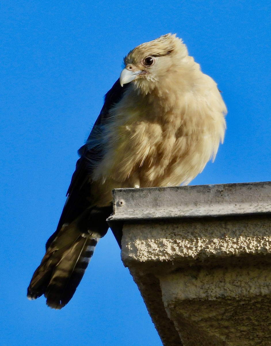 Yellow-headed Caracara - John Amoroso