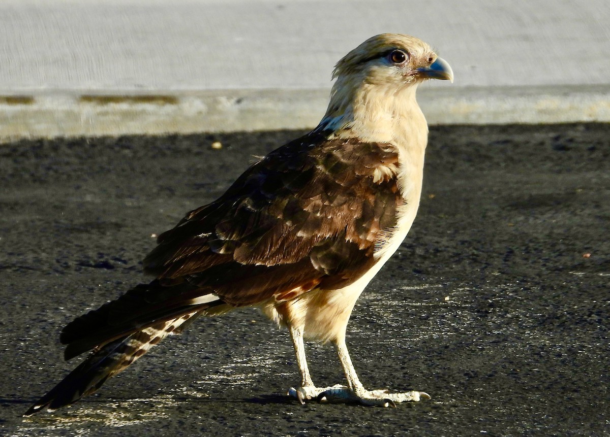 Yellow-headed Caracara - John Amoroso