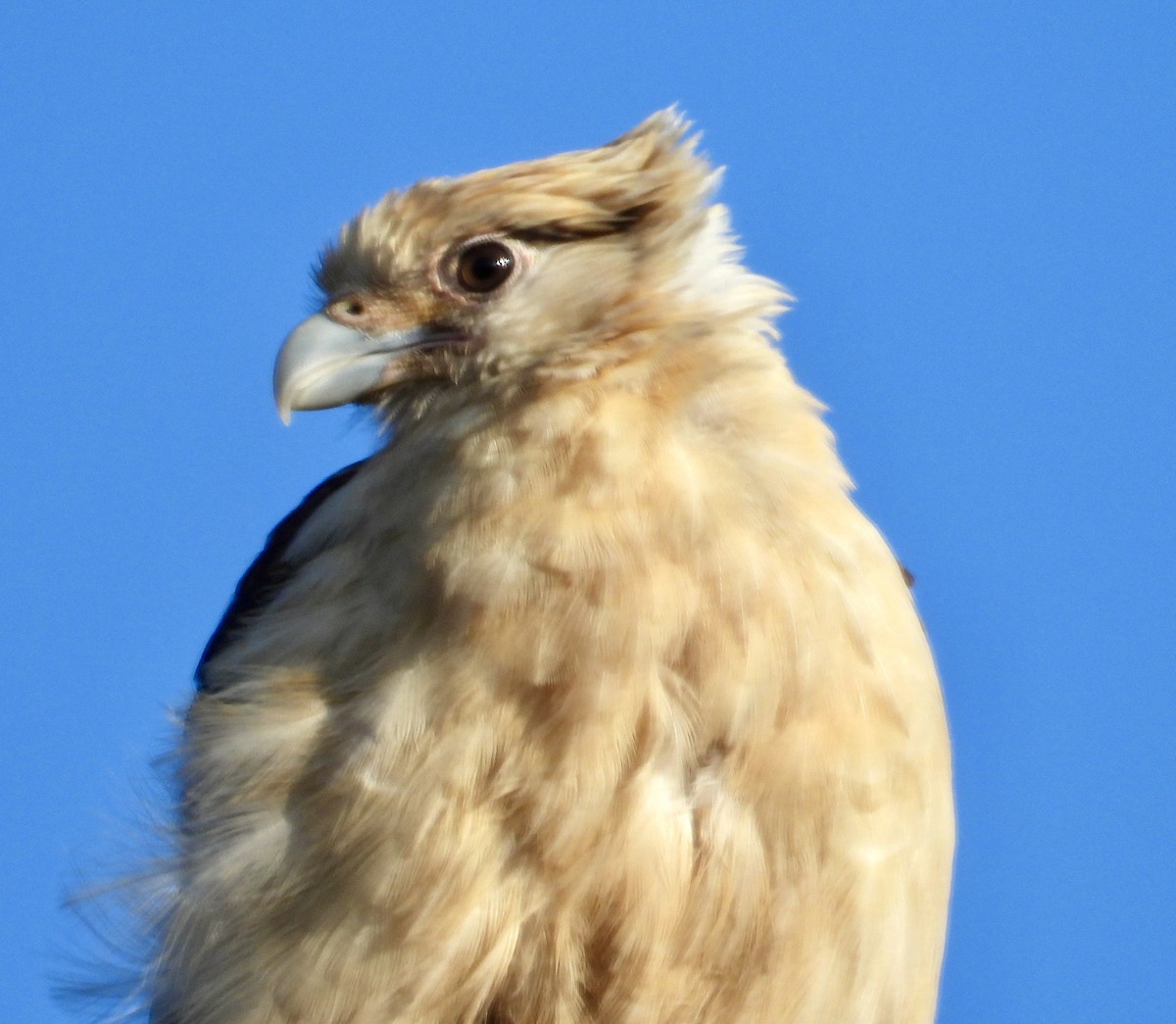 Yellow-headed Caracara - John Amoroso