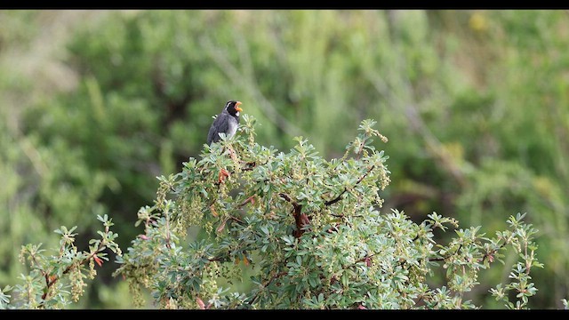 Saltator à bec orange - ML619669626