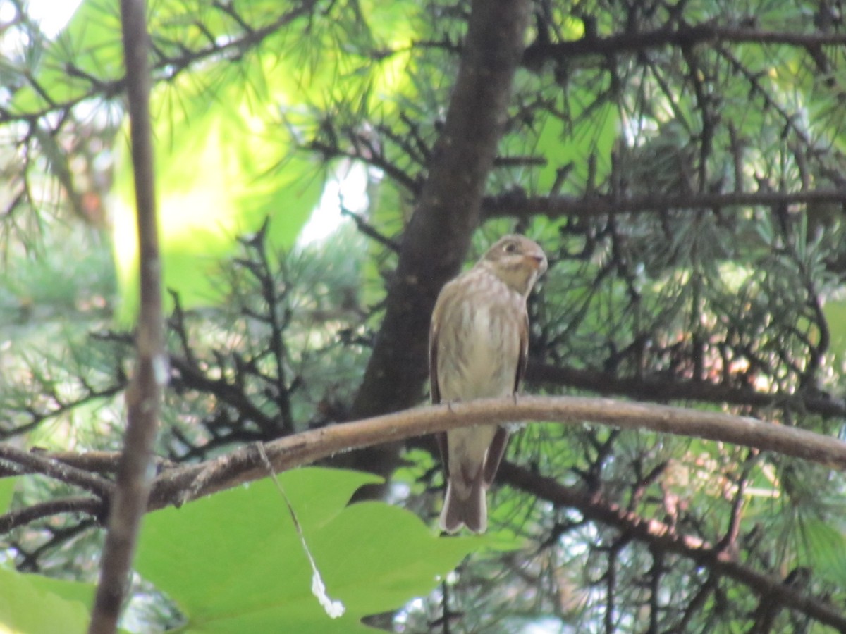 Dark-sided Flycatcher - Satellite Wu