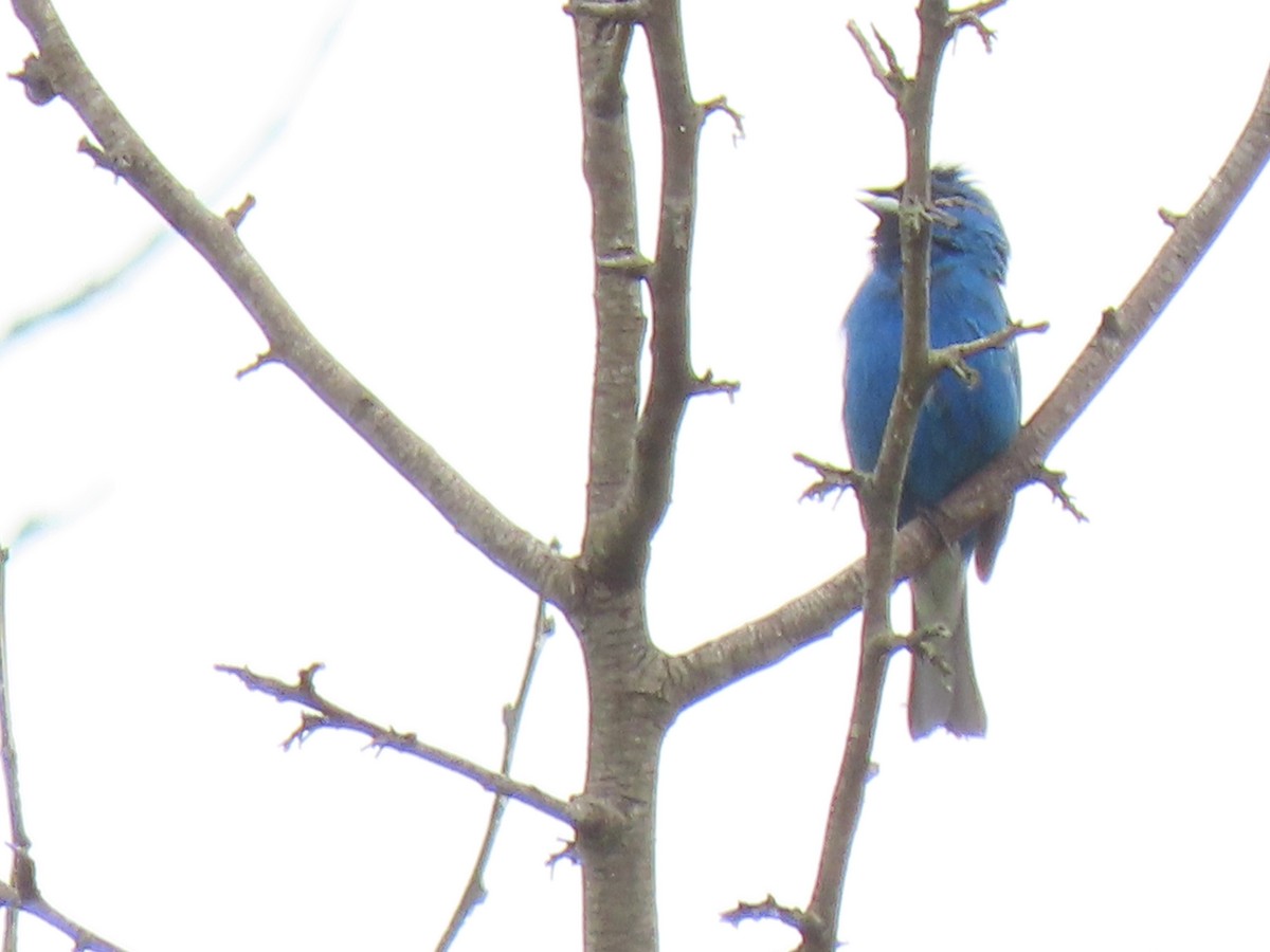 Blue Grosbeak - Aarzu Maknojia