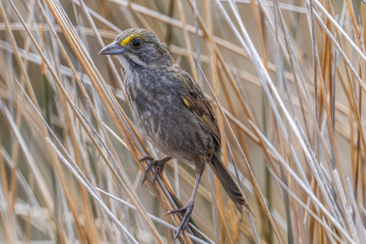 Seaside Sparrow - ML619669653