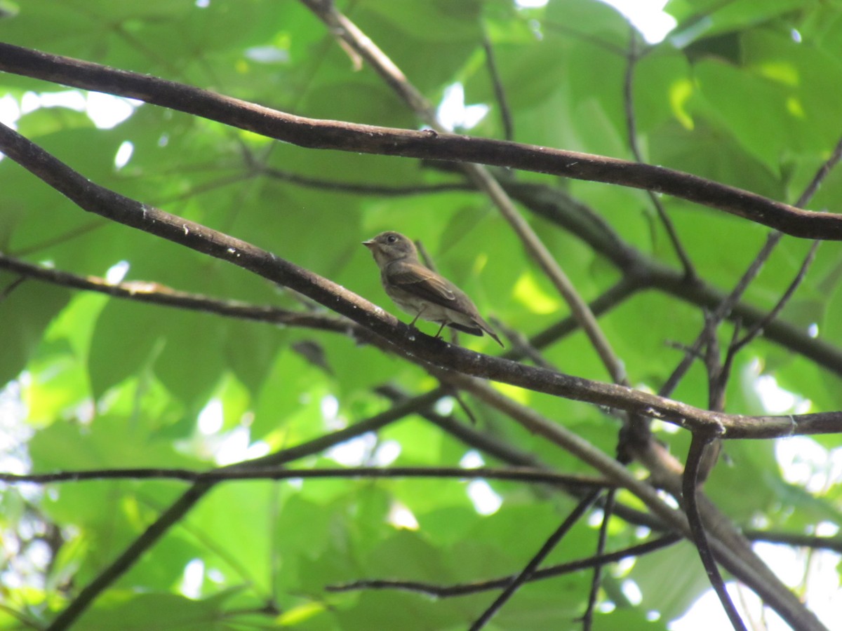 Dark-sided Flycatcher - ML619669654