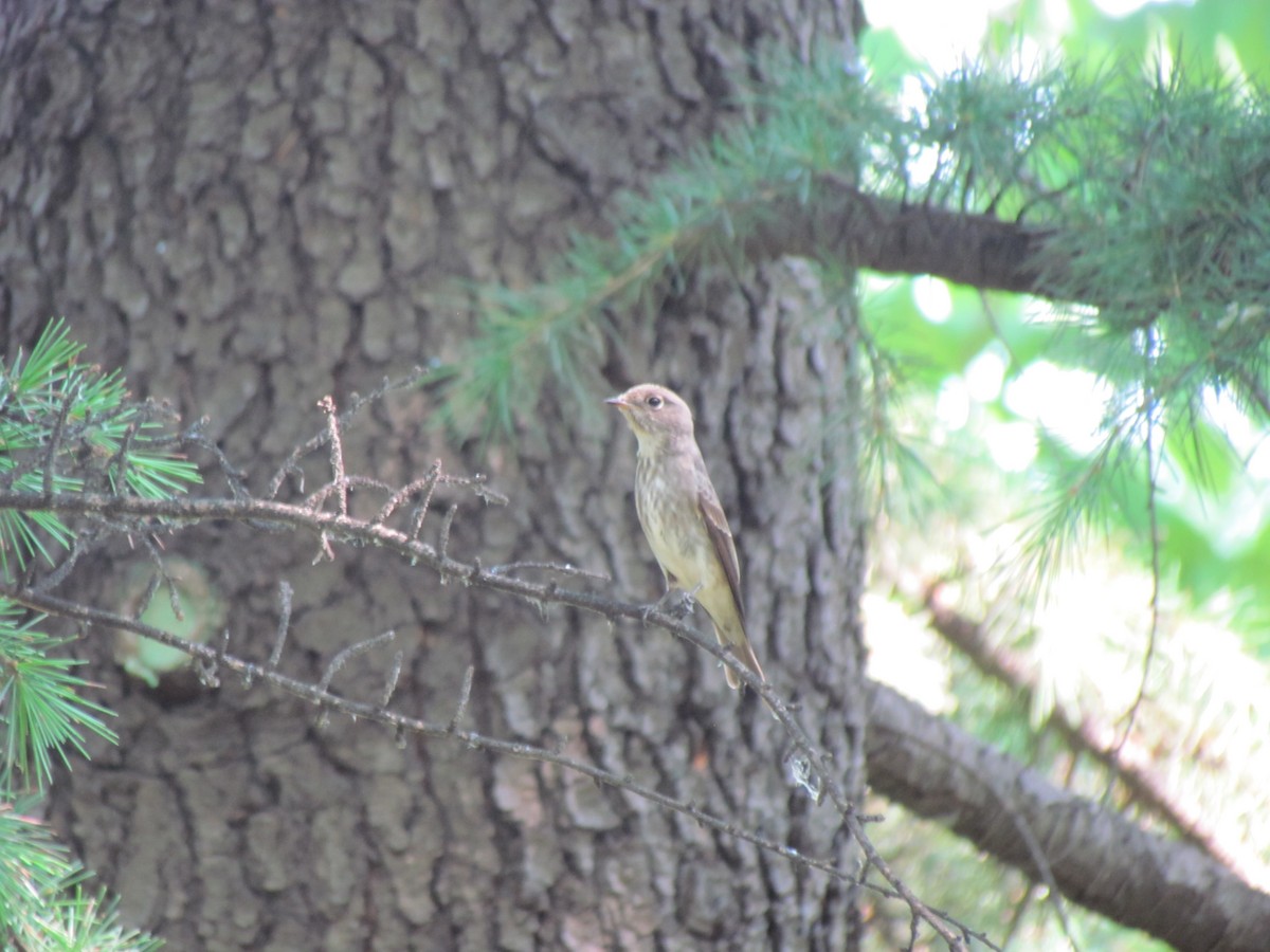 Dark-sided Flycatcher - Satellite Wu