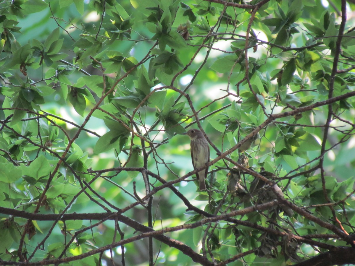 Dark-sided Flycatcher - Satellite Wu