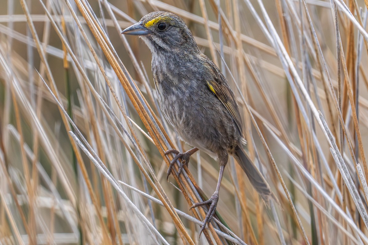 Seaside Sparrow - ML619669658