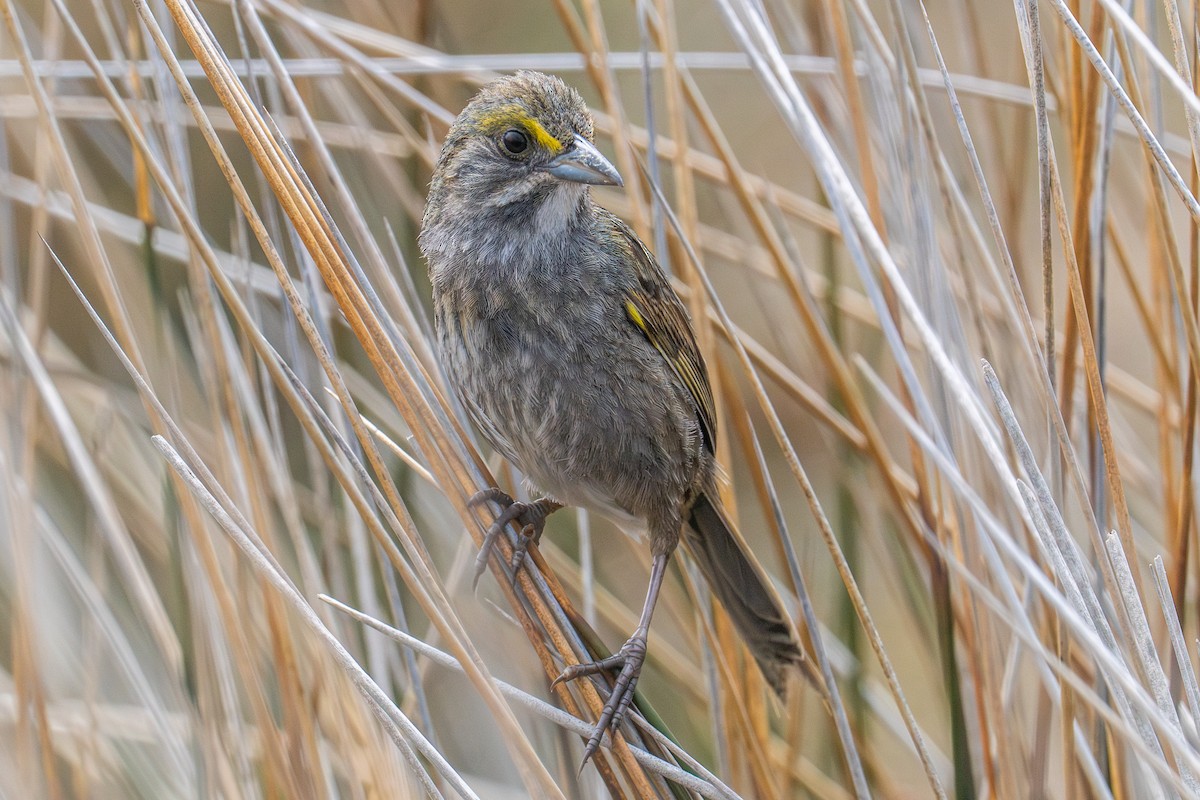 Seaside Sparrow - Riley Metcalfe