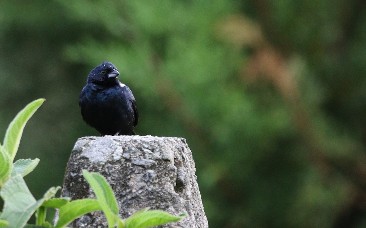 Blue-black Grassquit - Richard Greenhalgh