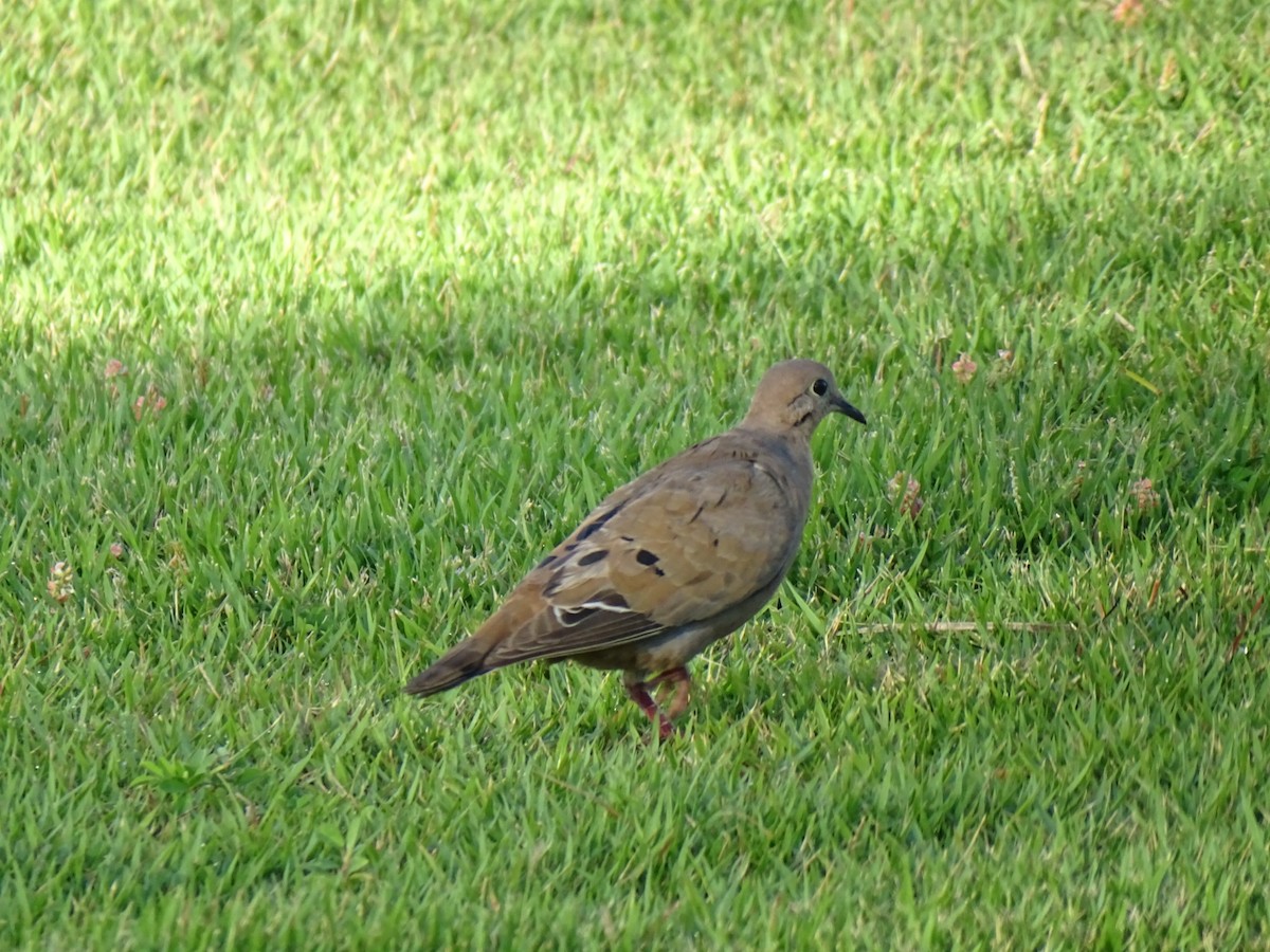 Zenaida Dove - ML619669667