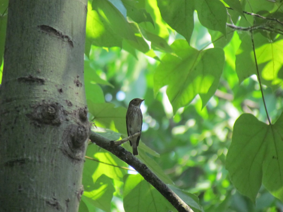 Dark-sided Flycatcher - ML619669670