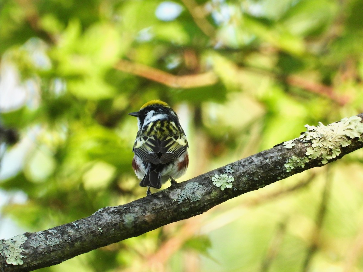 Chestnut-sided Warbler - Will Kirby