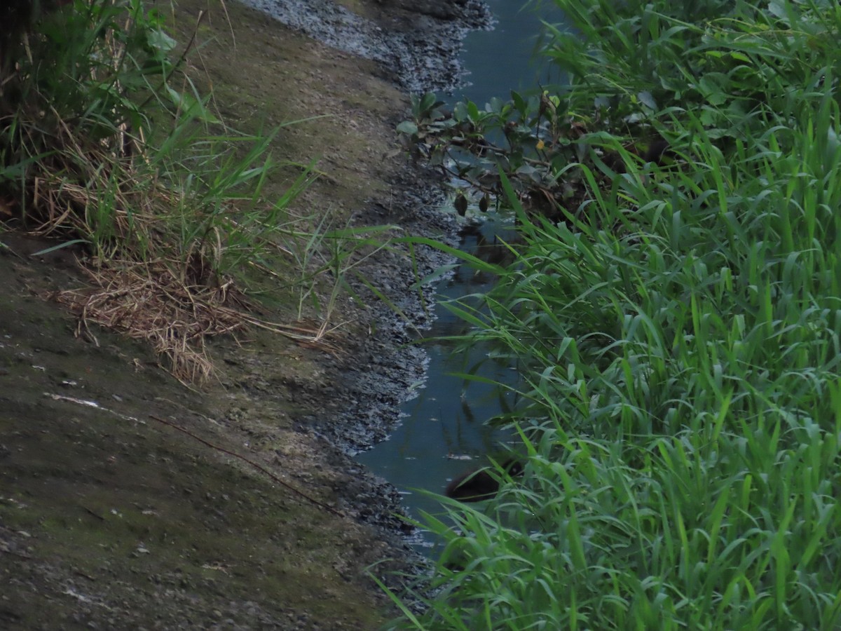 White-breasted Waterhen - 韋勳 陳