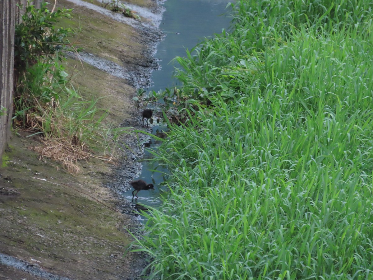 White-breasted Waterhen - ML619669686