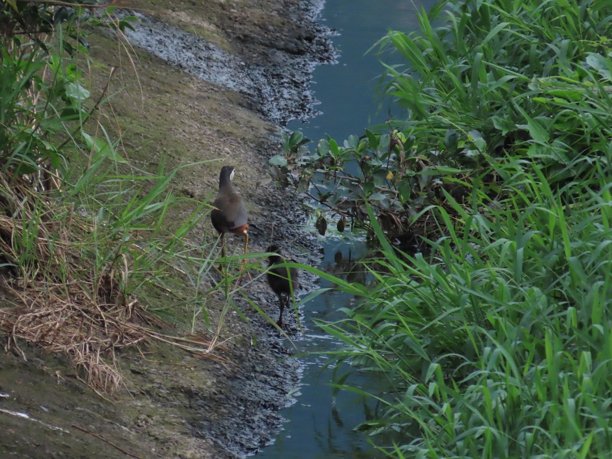 White-breasted Waterhen - ML619669687