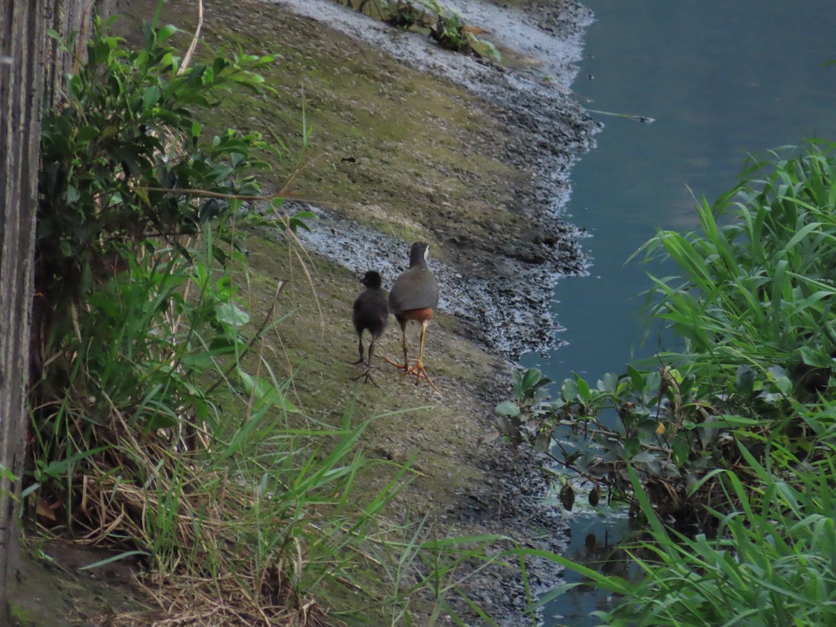 White-breasted Waterhen - ML619669688