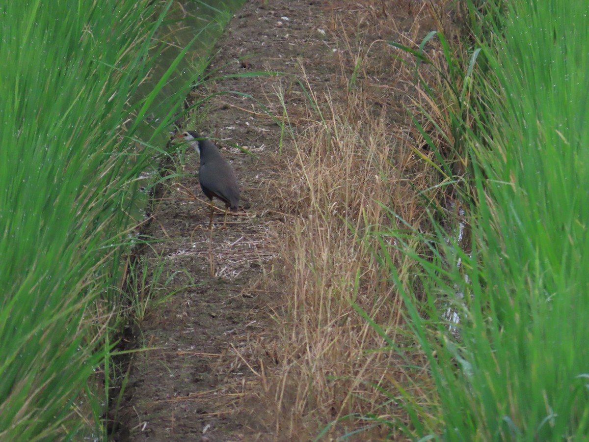 White-breasted Waterhen - 韋勳 陳