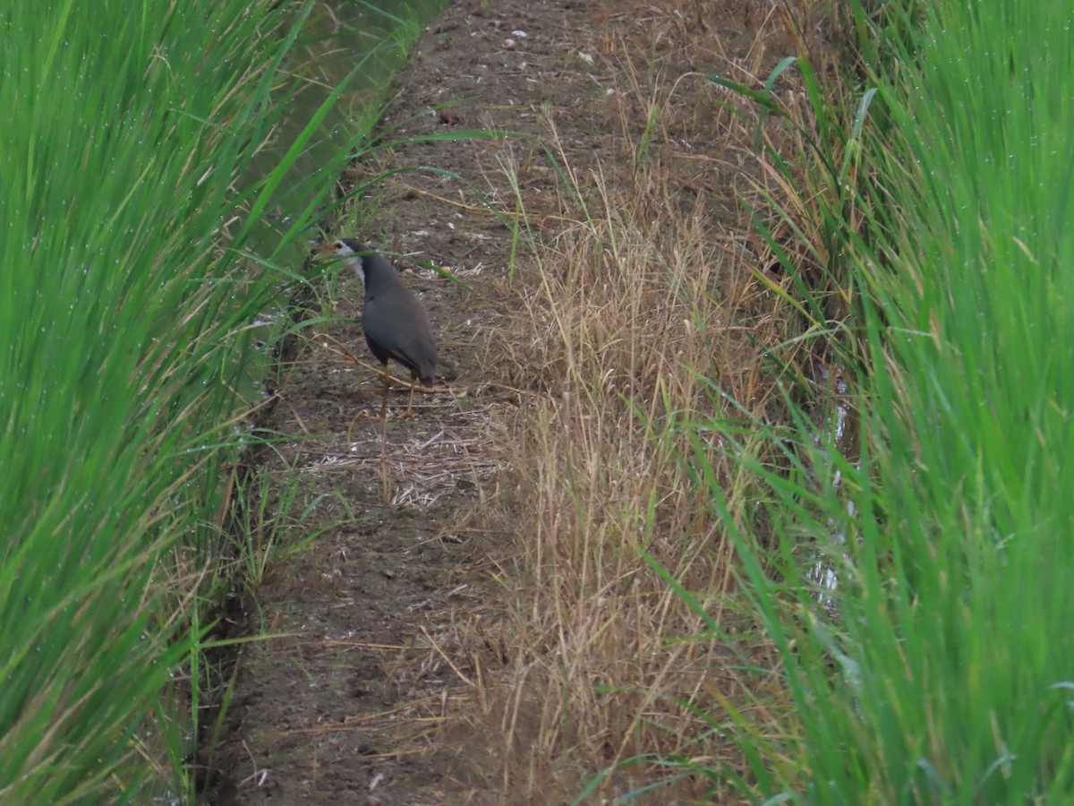 White-breasted Waterhen - ML619669689