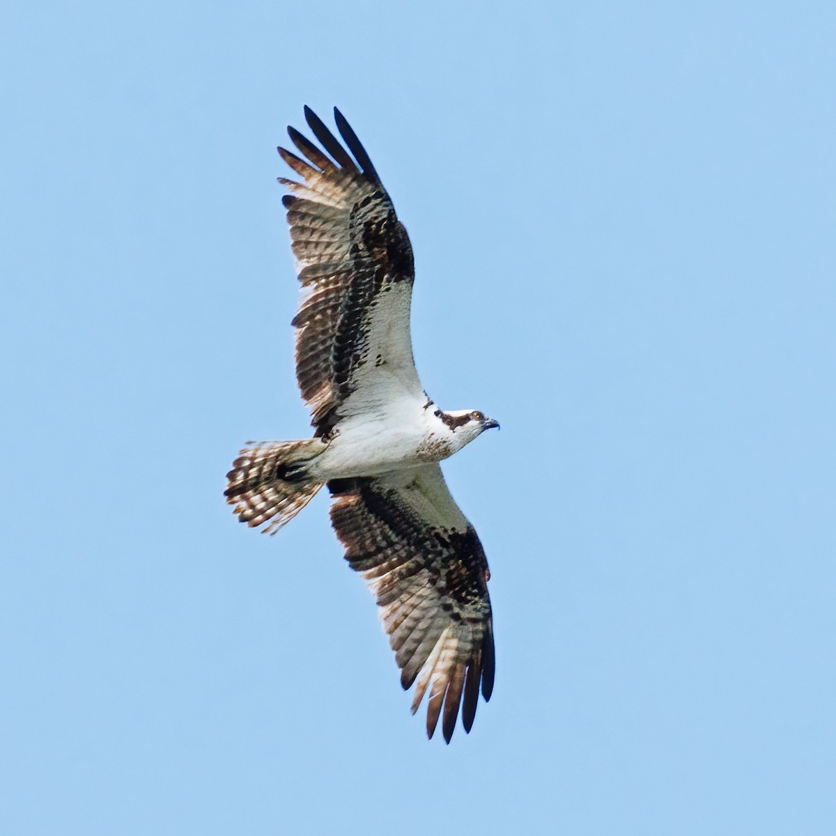 Osprey - ML619669706