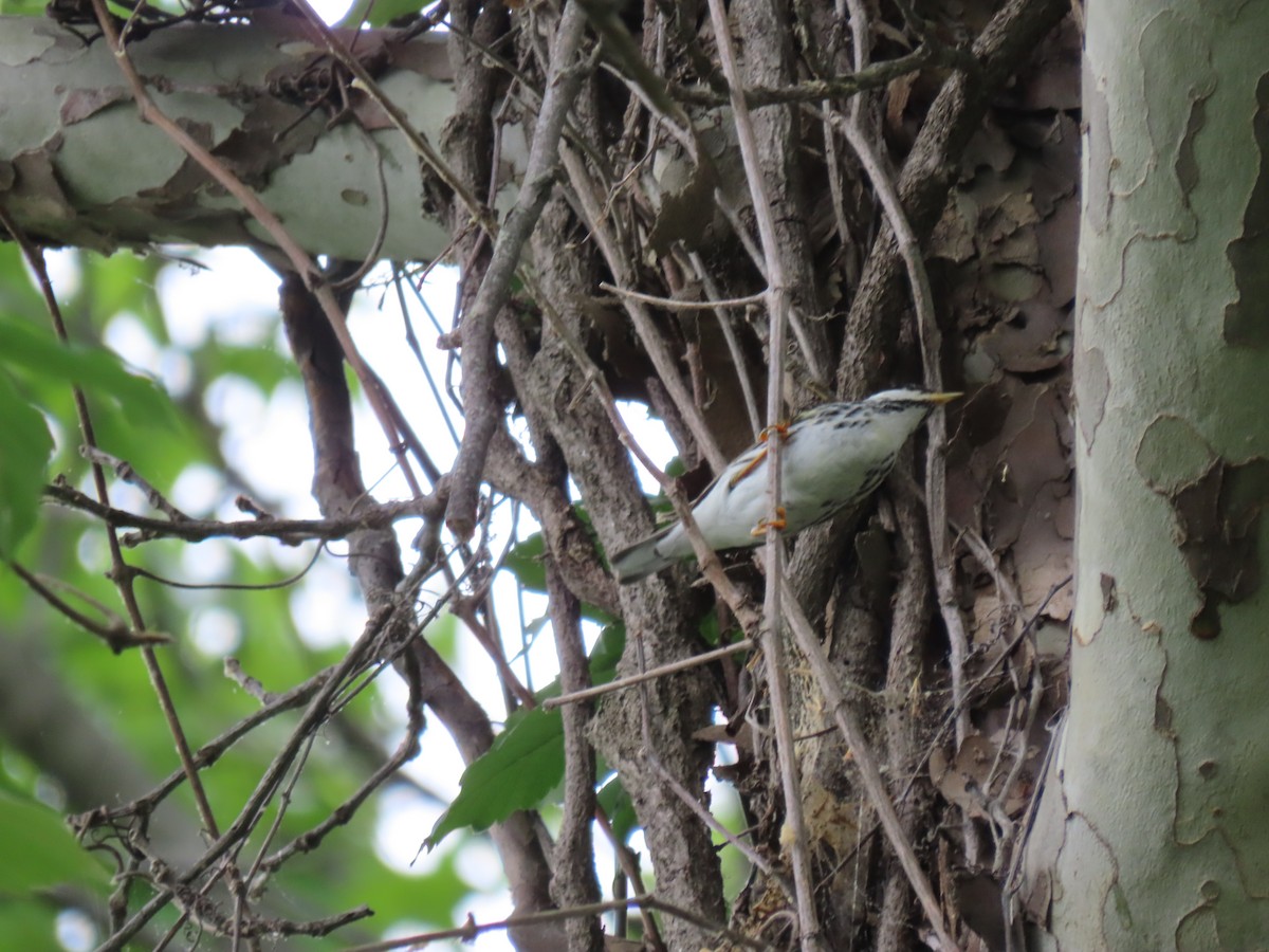 Blackpoll Warbler - ML619669709