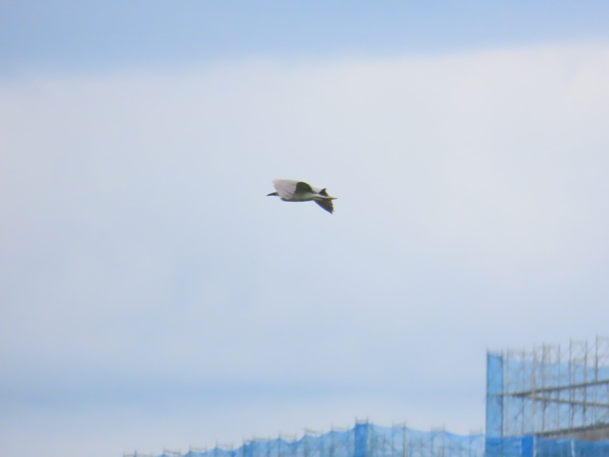 Black-crowned Night Heron - ML619669724