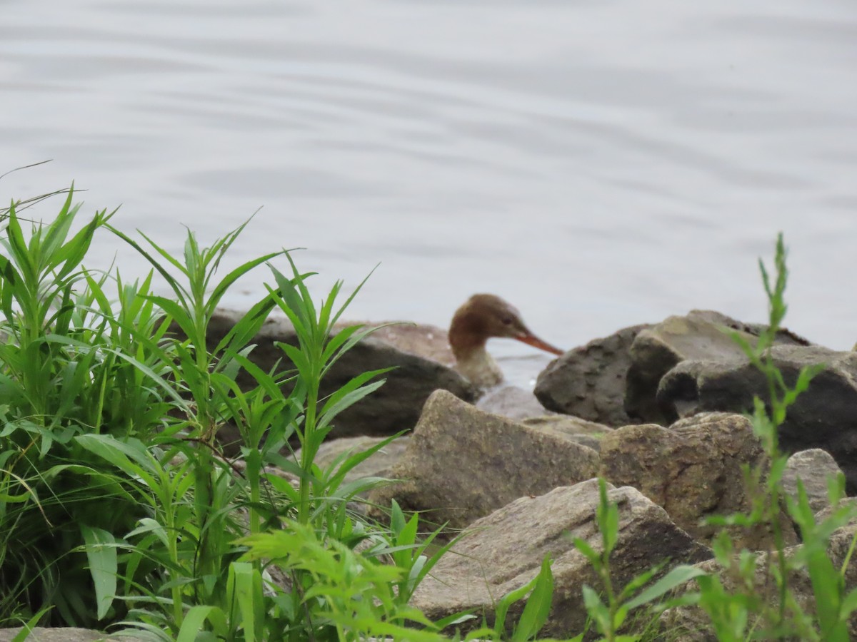 Red-breasted Merganser - ML619669731