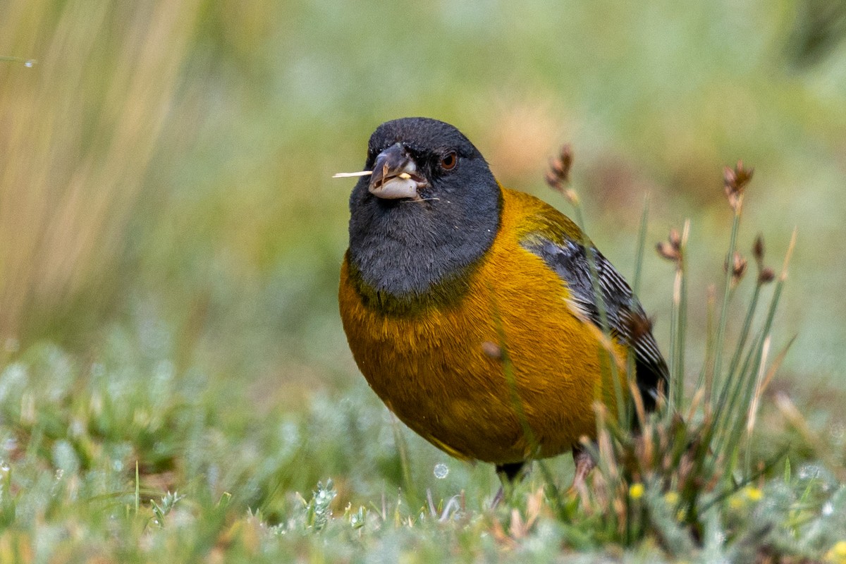 Peruvian Sierra Finch - ML619669764