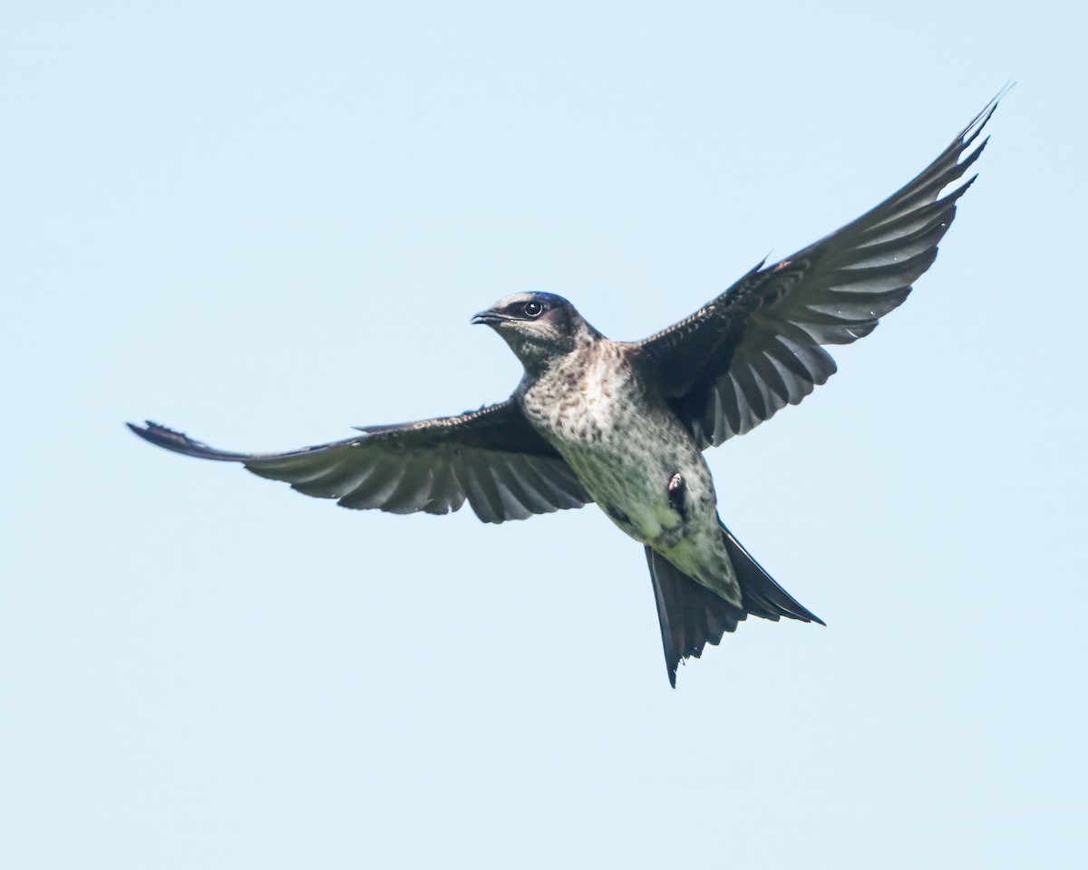 Purple Martin - Susan Logan Ward