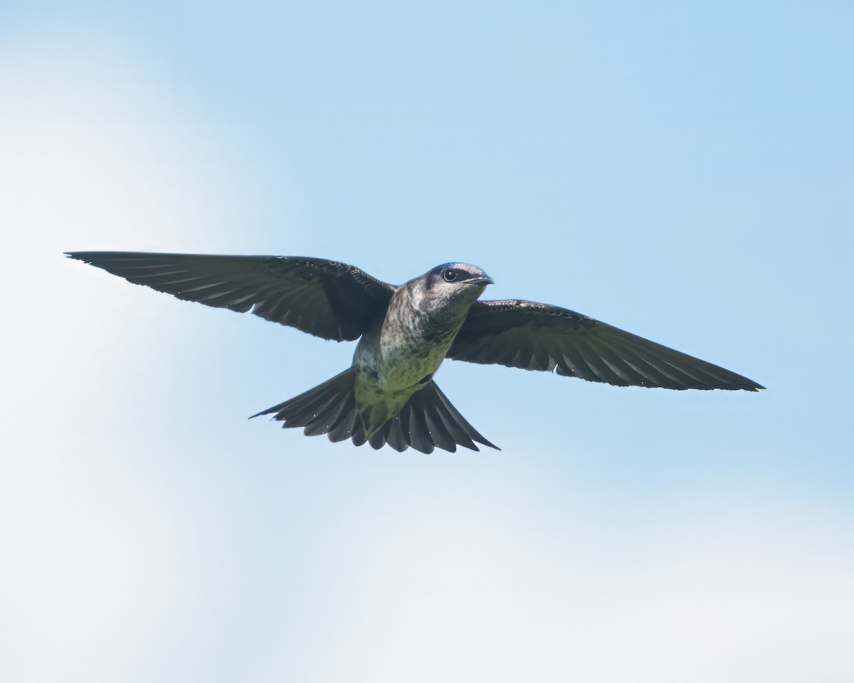 Purple Martin - Susan Logan Ward