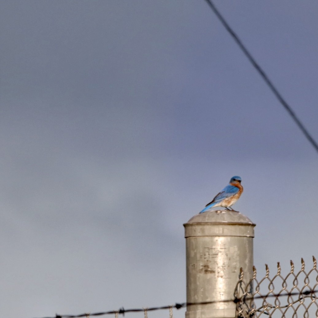 Eastern Bluebird - Leslie Steinberger