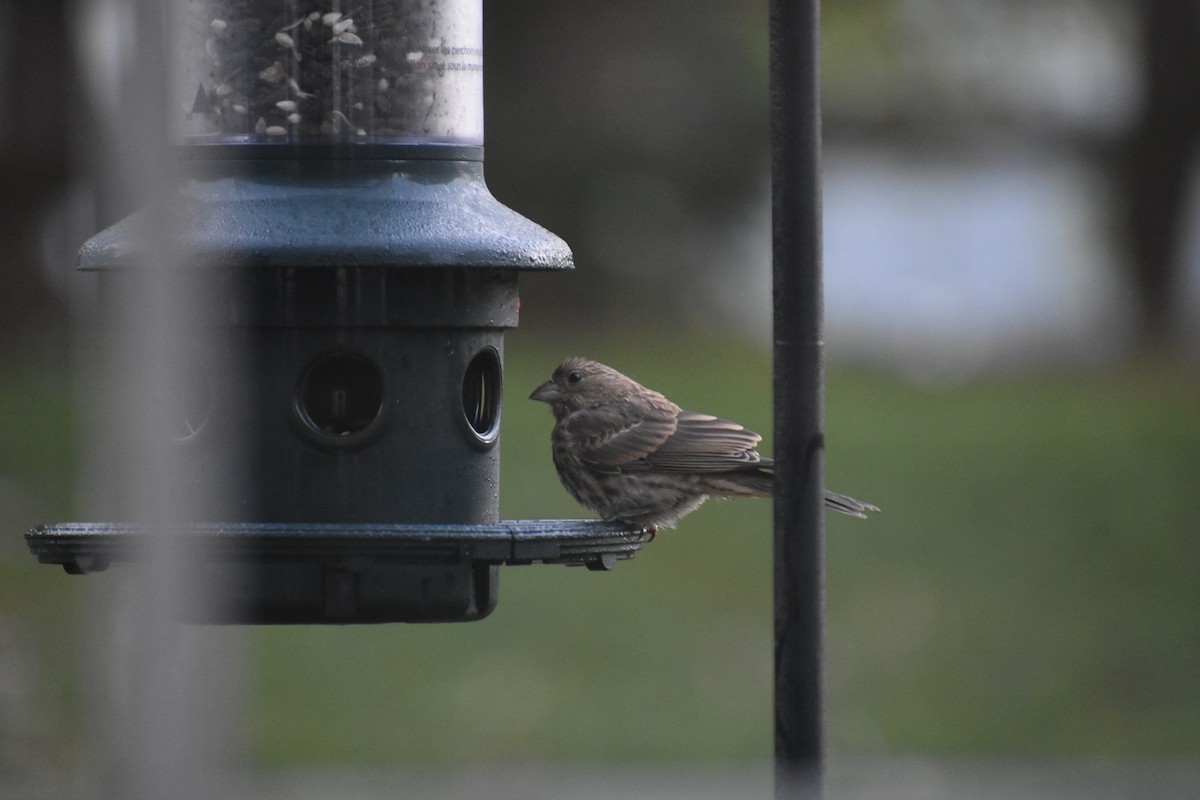 House Finch - Lowndes Taylor