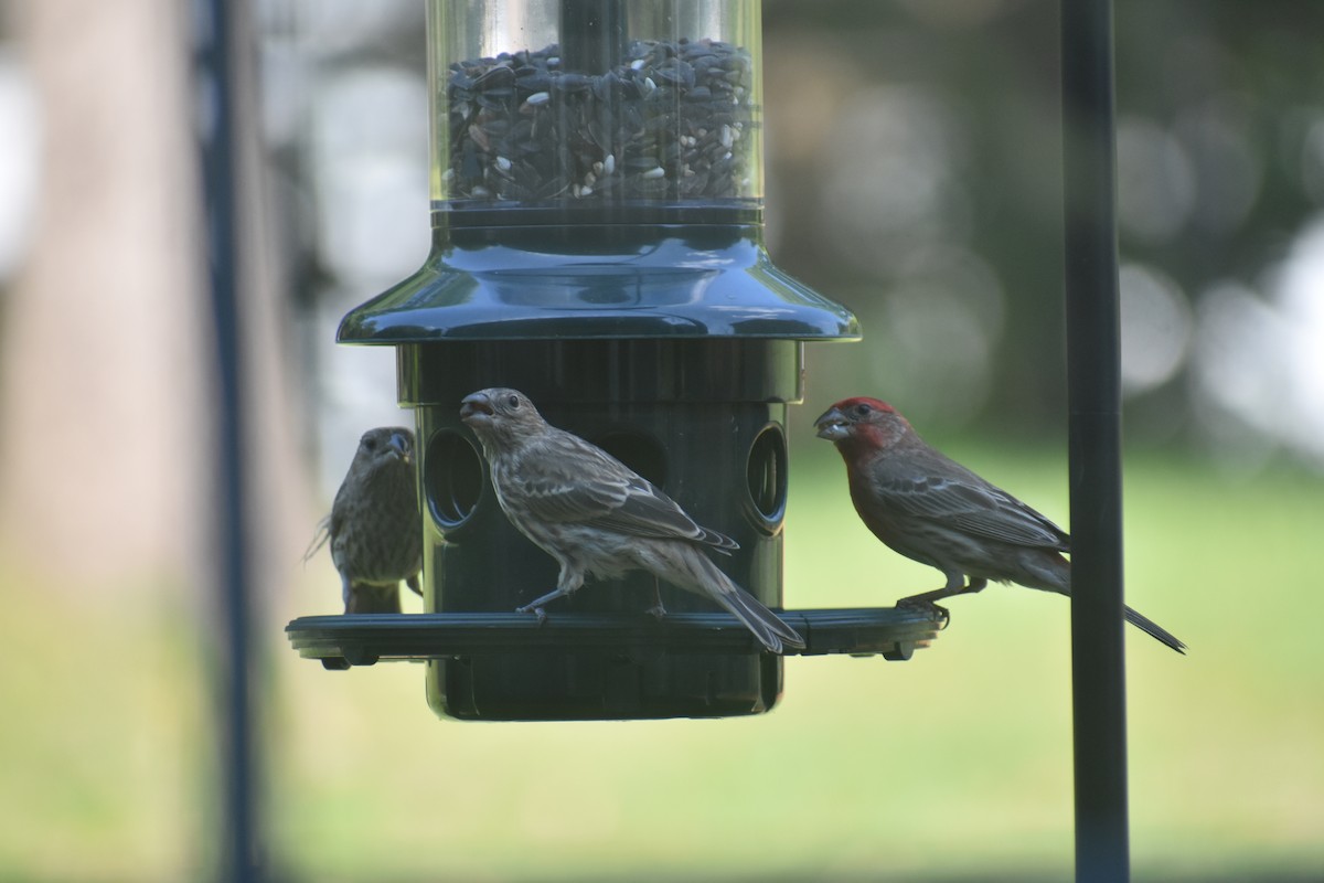 House Finch - Lowndes Taylor