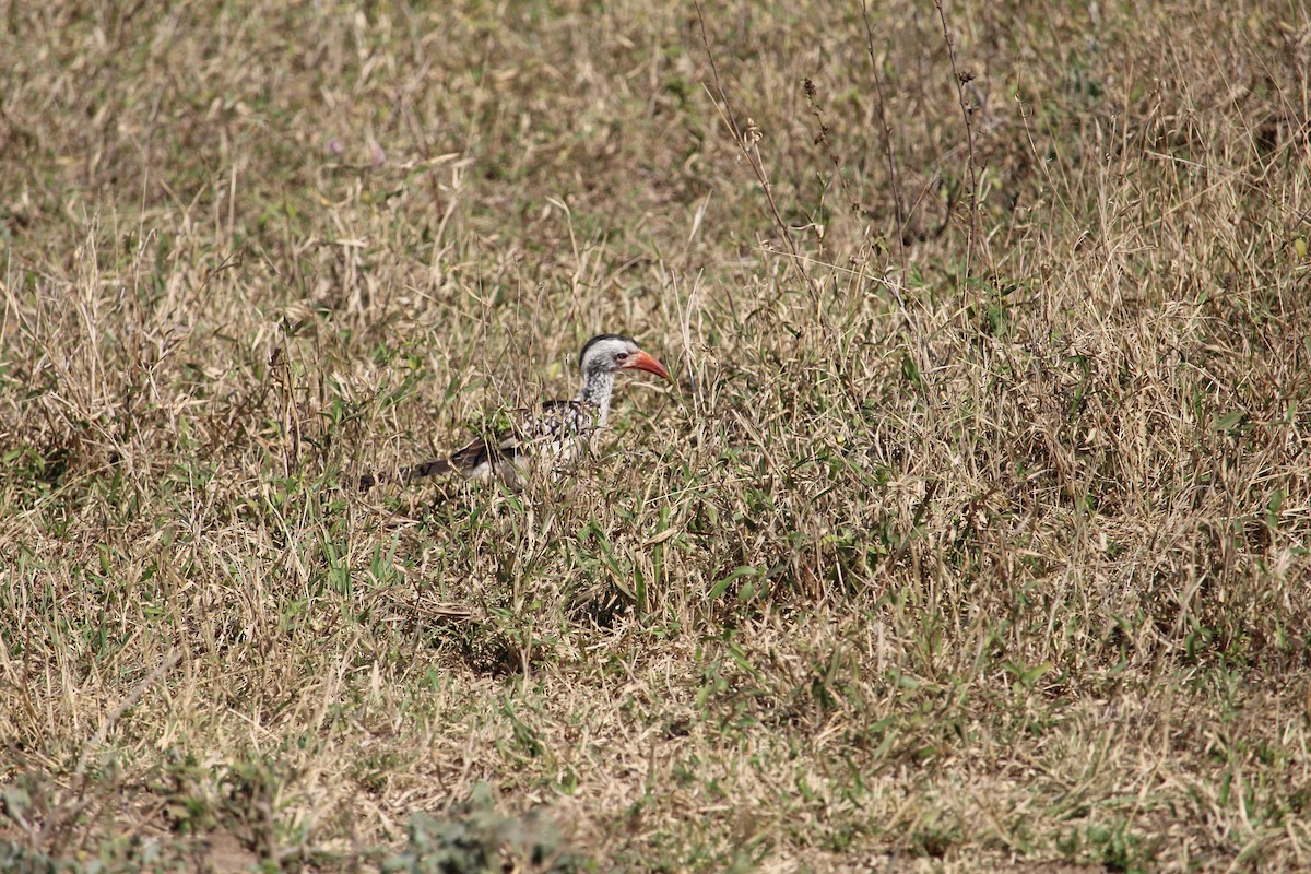 Southern Red-billed Hornbill - ML619669797