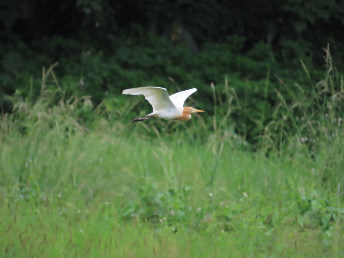 Eastern Cattle Egret - 韋勳 陳