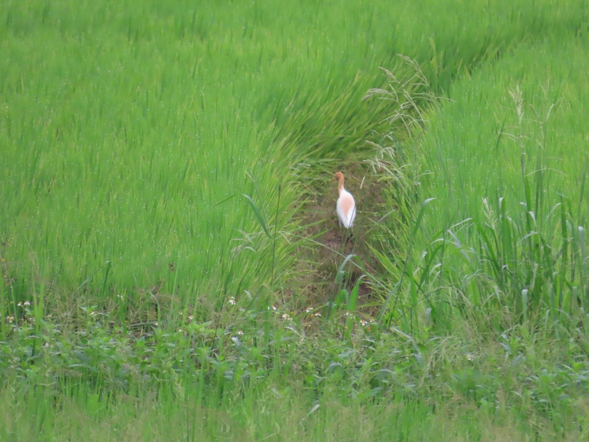 Eastern Cattle Egret - 韋勳 陳