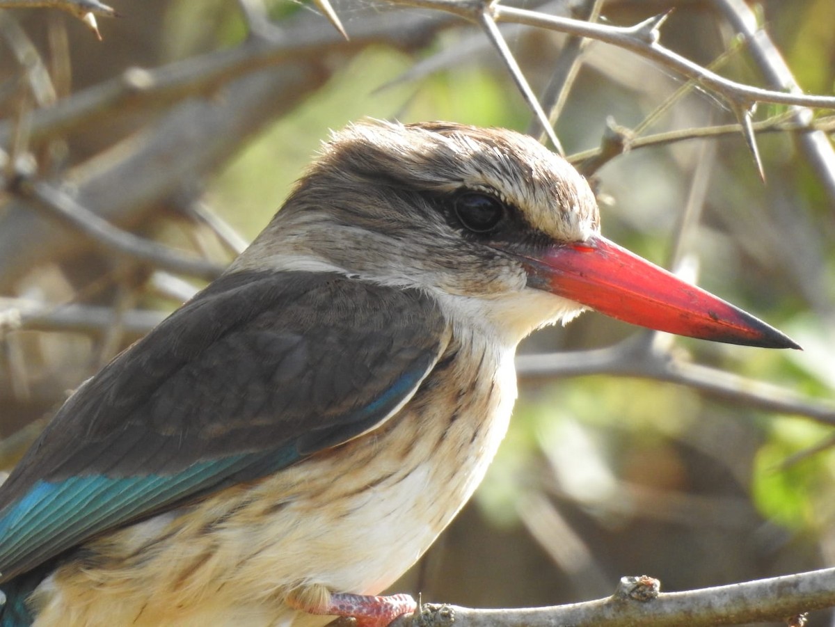 Brown-hooded Kingfisher - Martijn Bolkenbaas