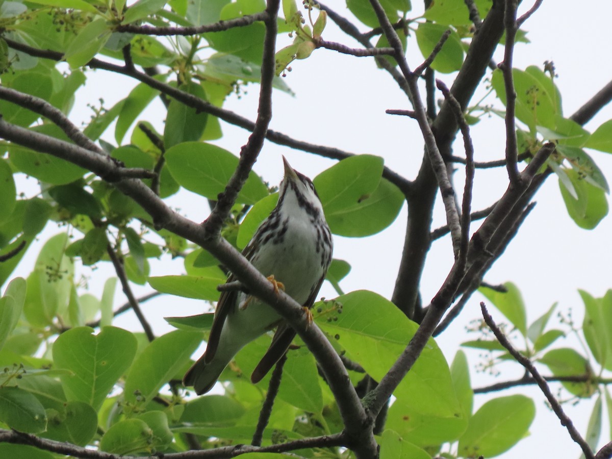 Blackpoll Warbler - Aarzu Maknojia