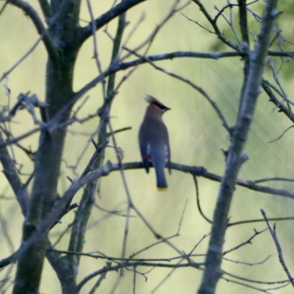 Cedar Waxwing - Leslie Steinberger