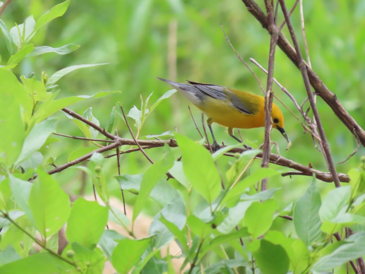 Prothonotary Warbler - ML619669833